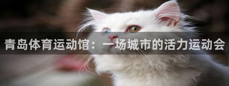 xc体育app官方网站：青岛体育运动馆：一场城市的活力运动会